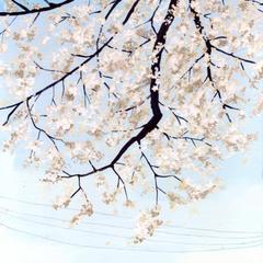春のお届け