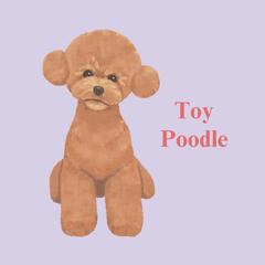 Toy Poodle