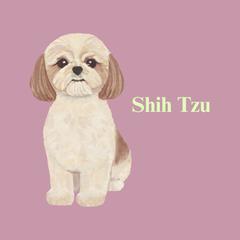 Shih Tzu