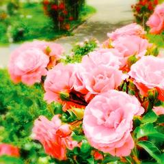 施術用の出雲の薔薇