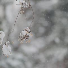 撮影写真例