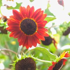 花などの自然・植物