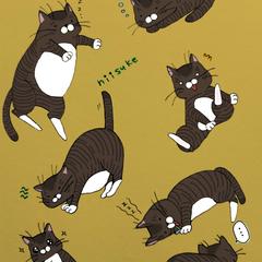 実家で飼っていた愛猫
