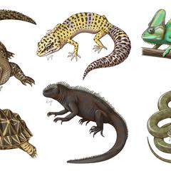 爬虫類イラスト