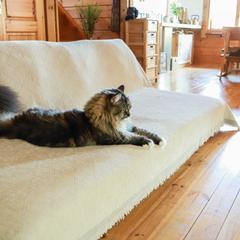 ログハウススタジオでの撮影事例