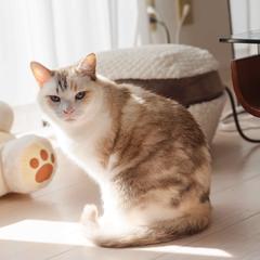 かわいいにゃんこ