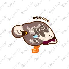公園にいたカモ