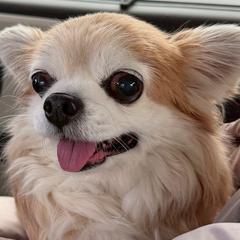 サロンの看板犬
