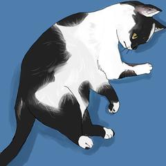 猫