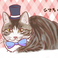 愛猫のしまちゃん
