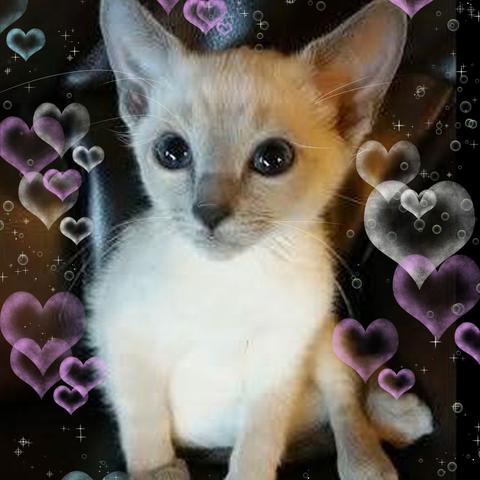 家のお兄ちゃん にゃんこ