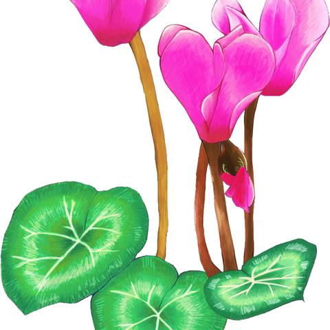 シクラメン イラスト素材 みしぇうさん 青果の人 のポートフォリオ ココナラ