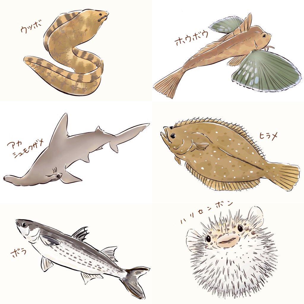 お魚かるたのデザインを担当しました◎⚪︎。.(∵ )Э )3 ぱれふるさん