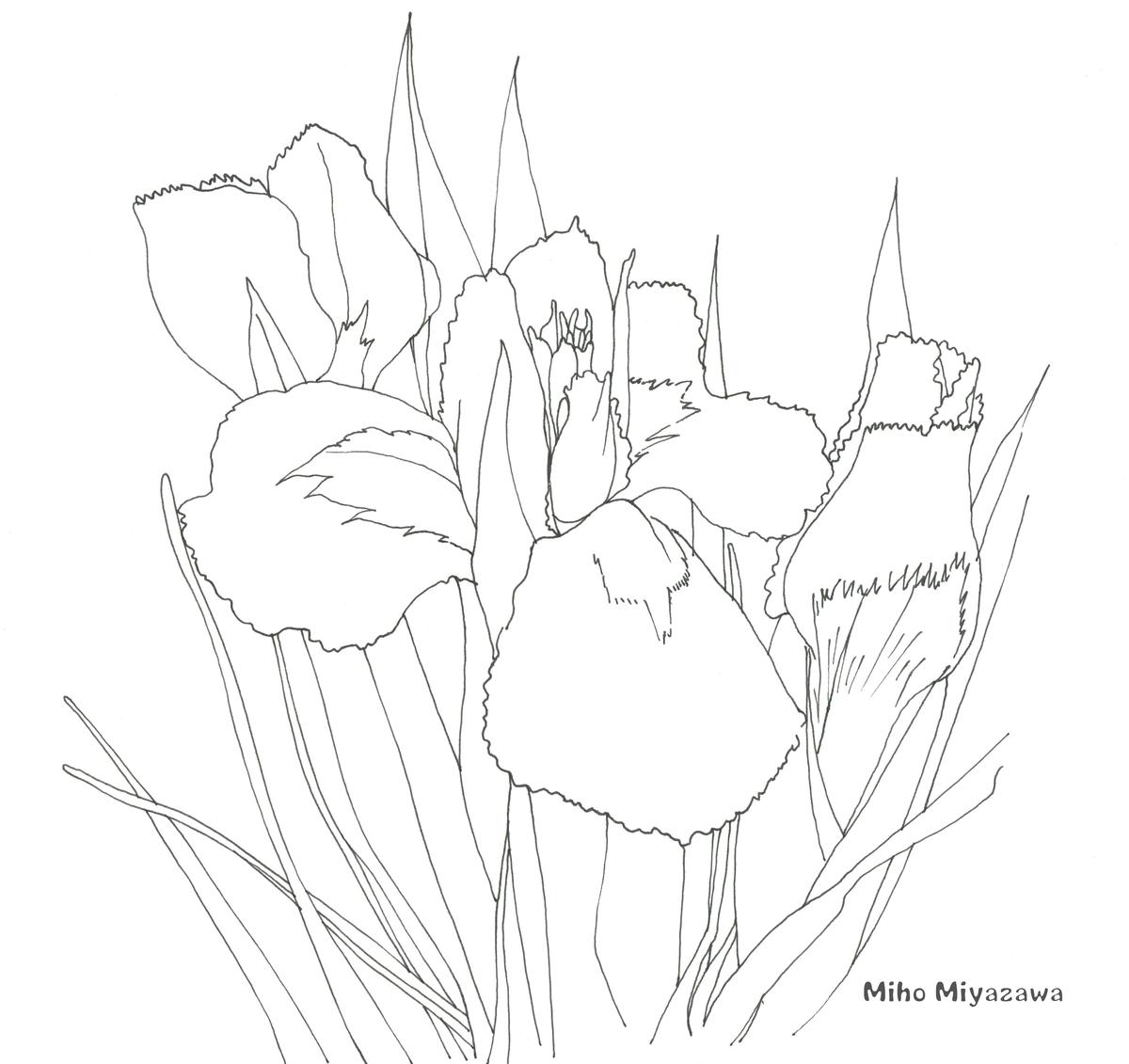 かきつばた アイリス 花 フラワー 植物 ボタニカル 線画 宮澤美穂さん イラストレーター のポートフォリオ ココナラ
