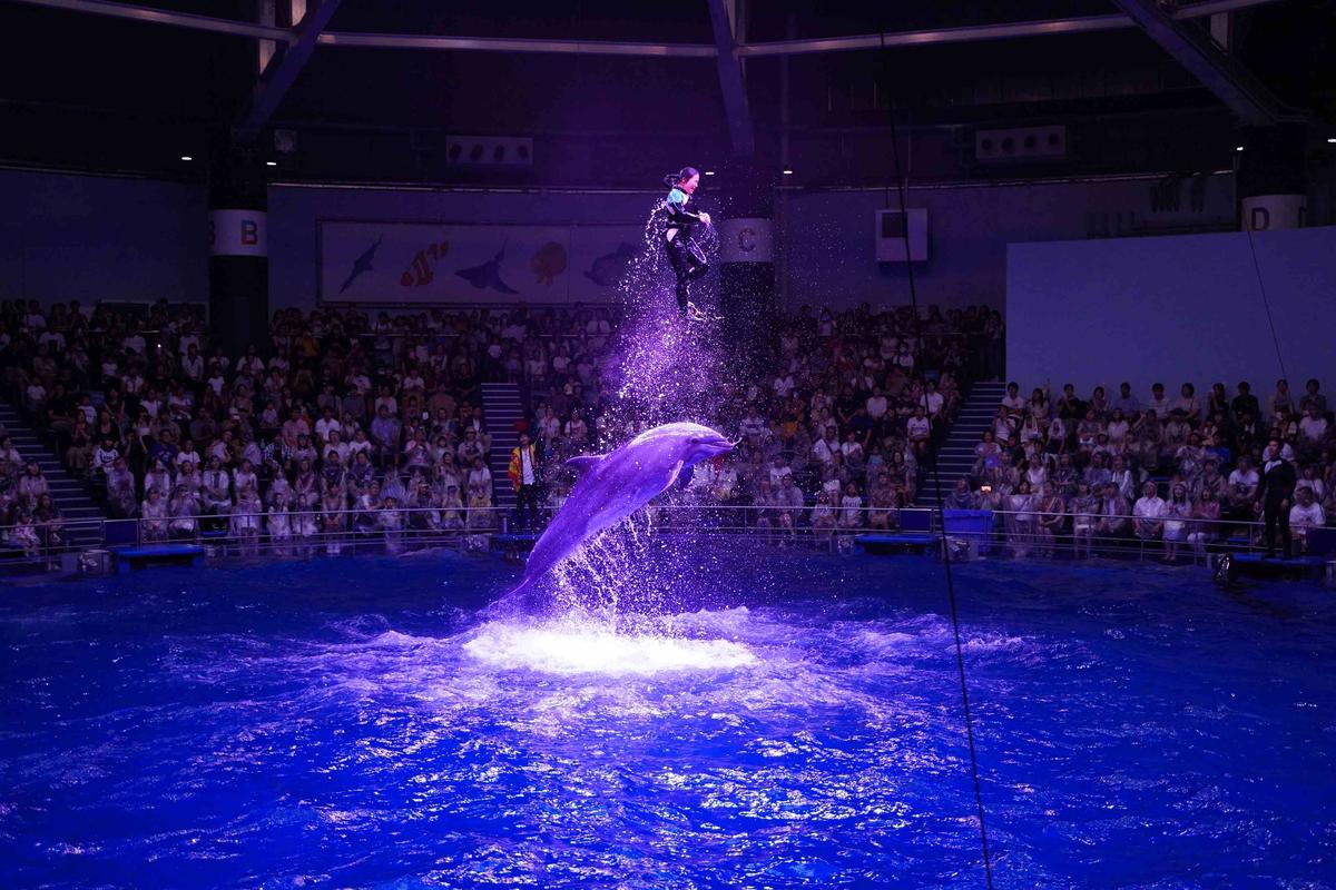 品川水族館イルカショー 若林有朋さん It のポートフォリオ ココナラ