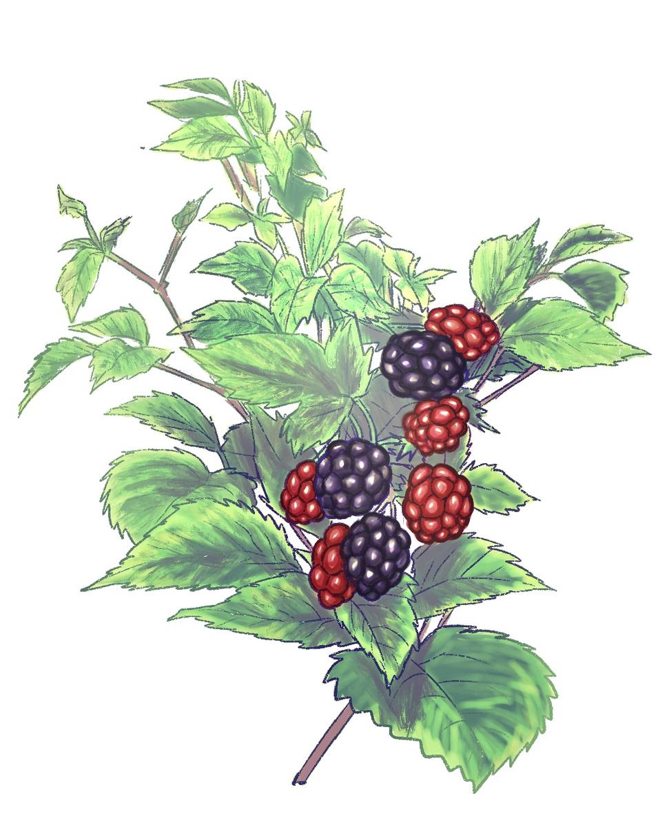 ブラックベリーのイラスト Caratachiさん Ol絵描き のポートフォリオ ココナラ