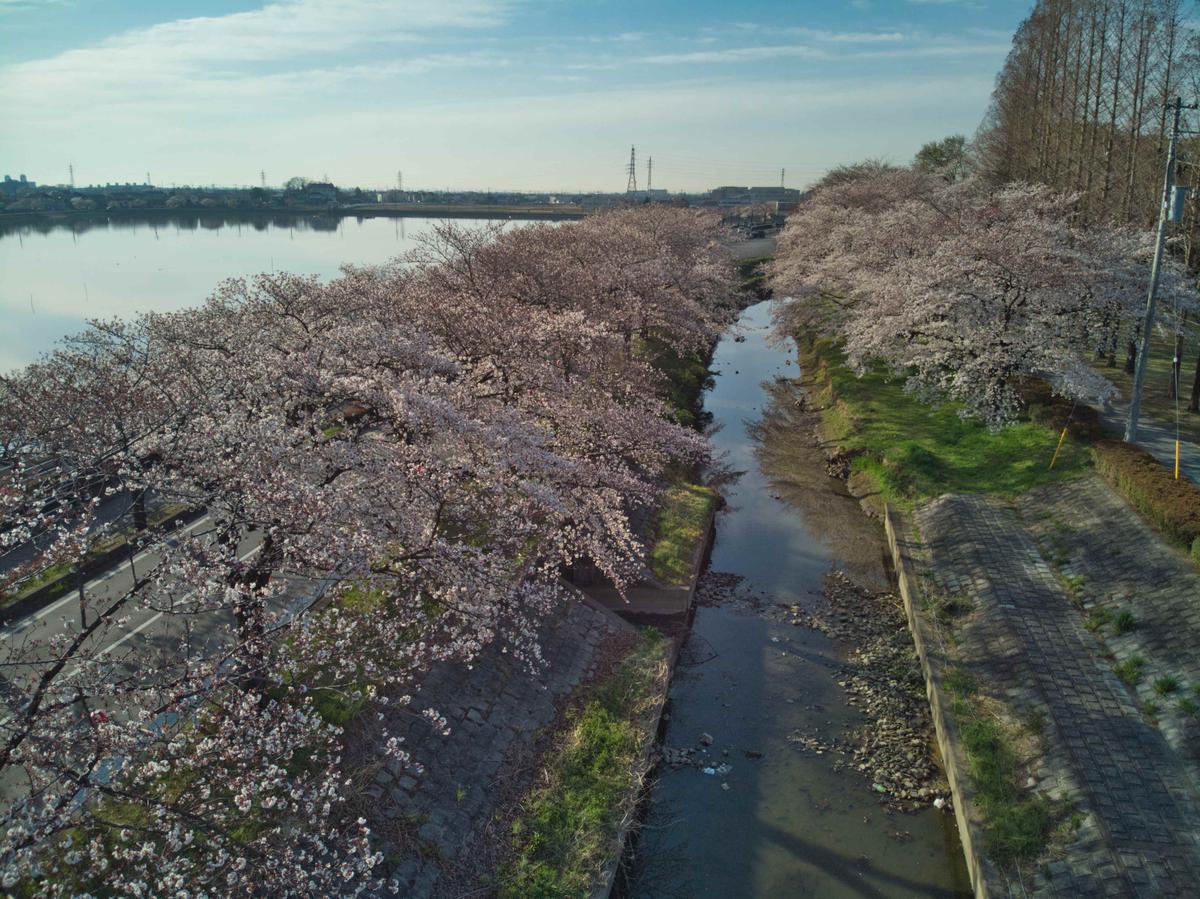 川越市 伊佐沼の桜並木 Y S Creationさん フリーランス のポートフォリオ ココナラ