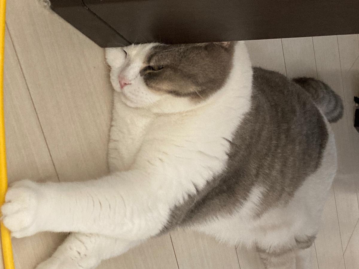 うちのかわいいにゃんこです つばさ66さん 介護士 のポートフォリオ ココナラ