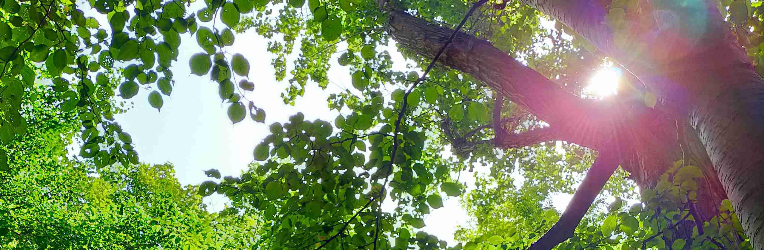 こぺもこさん 今は隠者 のプロフィール ココナラ