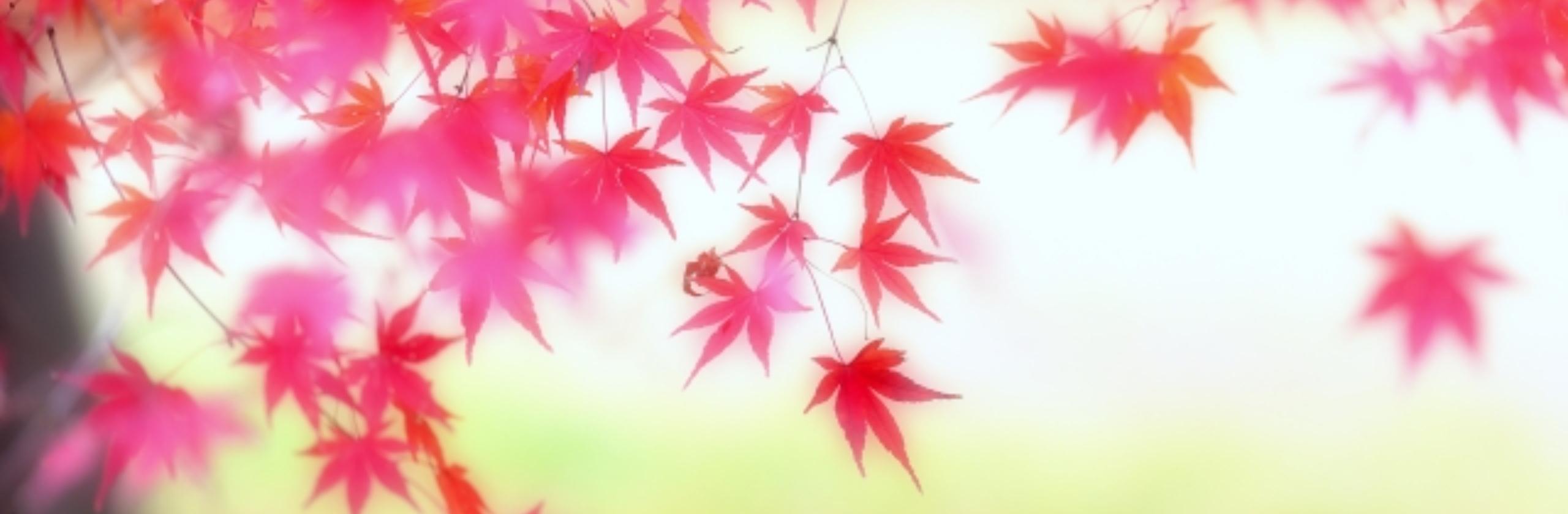 紅葉 もみじ さん タロット占い師 のプロフィール ココナラ