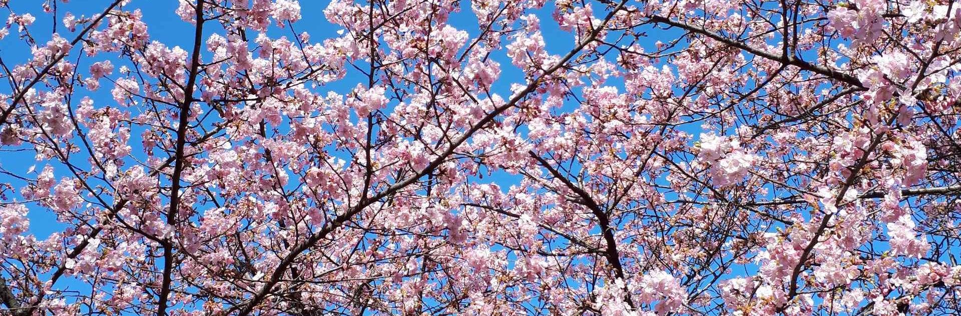 南マリンカさん ヒーリングカウンセラー のスキル 経歴 ココナラ