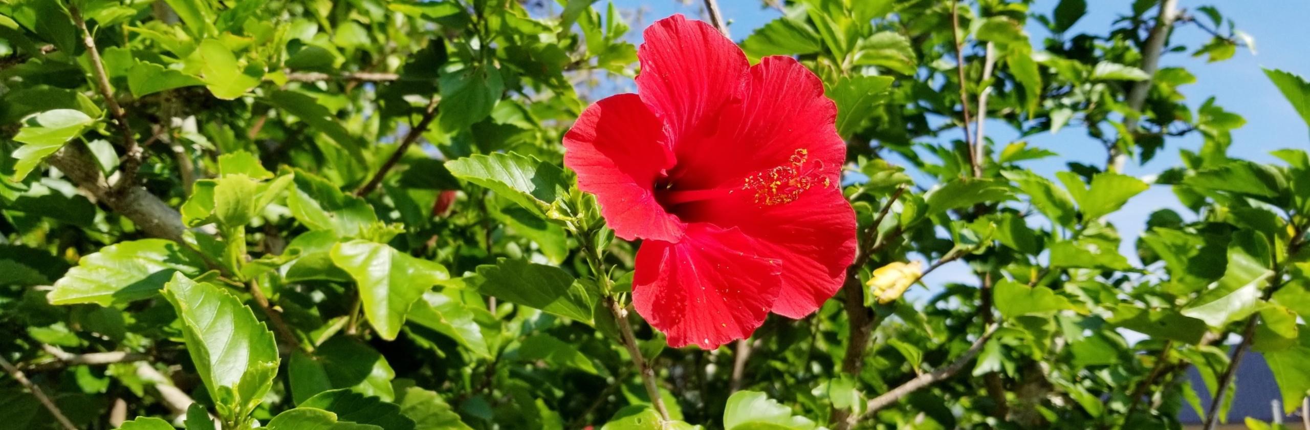 グァバフルーツさんの出品サービス ココナラ グァバフルーツさんの出品サービス ココナラ