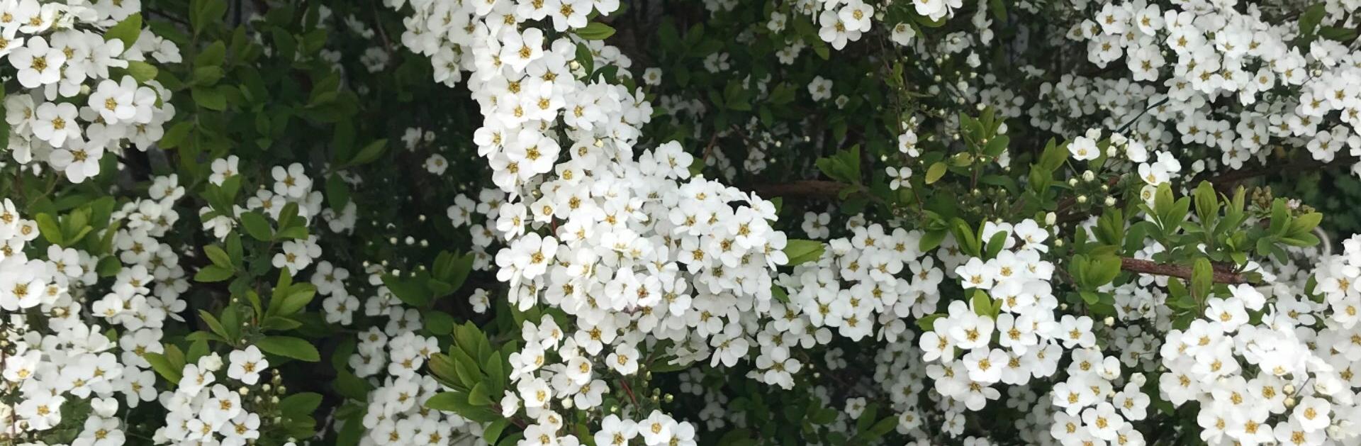 Sara Mさん シータヒーリング プラクティショナー のプロフィール ココナラ